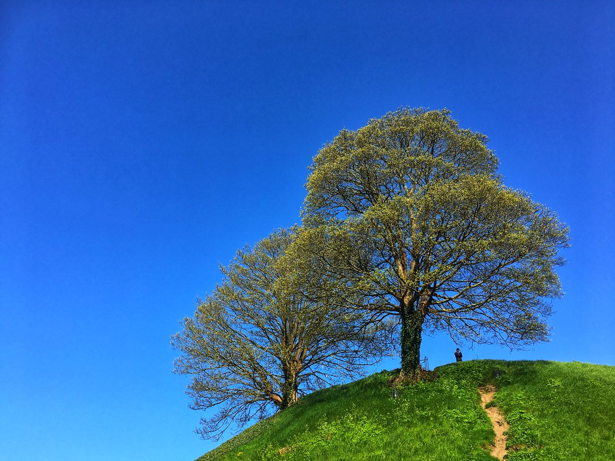 TreePhotographs's tweet photo. Gorgeous #spring morning @OxfordCastle with city sycamores bursting into leaf #iphone #trees #photography @GabrielHemery https://t.co/nDmfVkNjVt