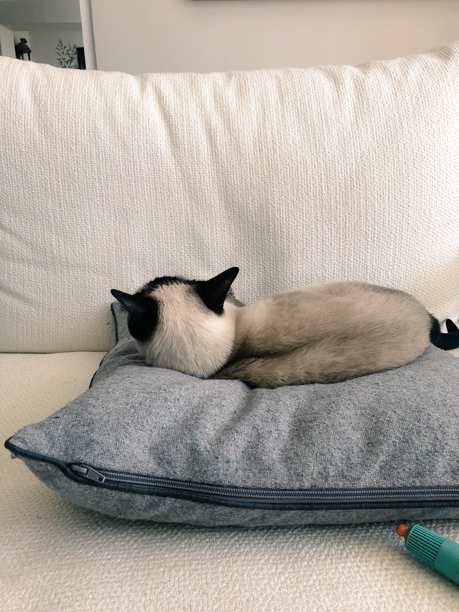 IT’S A BEAUTIFUL DAY!! THE GARDEN IS FULL OF BIRDIES &amp; SQUIRRELS THAT I CAN WATCH FROM THE WINDOW!! BUT FIRST I NEED TO STUDY THIS CUSHION. IT’S FASCINATING.