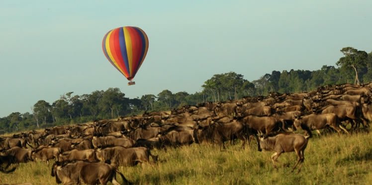 MuthaigaTravel's tweet photo. Ever been to the annual Great Wildebeest migration in the #MasaiMara?
Donβt miss the opportunity to witness this Wonder!
Call: 0718-002012 / 0718-002103 or
Email: info@muthaiga.co.ke
TO START PLANNING FOR THE MIGRATION SAFARI
#tembeakenyanamimi
#WabaOnK24
Barbara Bush
#20For10 https://t.co/uLArnQsY5F