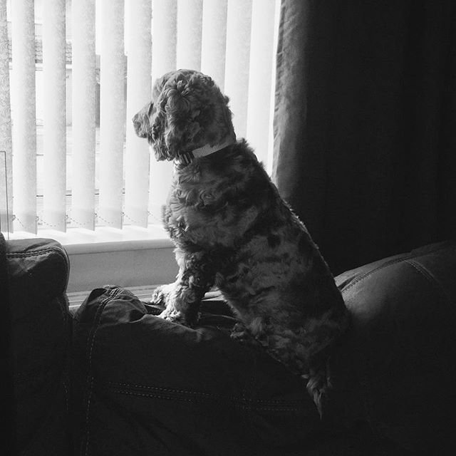 Not sure I’d get away with this if daddy was home! #cockerspaniel #lookout #sofasurfing #mummyslittlegirl #cockerspanielpuppy #cockerspanielsofinstagram #lovetheview ift.tt/2HvOdax