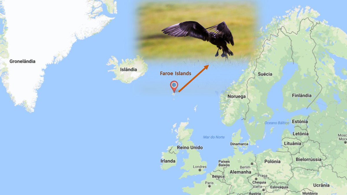 iams0801's tweet photo. 1/4 Ongoing study to understand variation in survival of the declining population of #ArcticSkuas in the #FaroeIslands, with @KRSSnell @sjurdur @BirdMigrLab @Macroecology #tjodsavnid #Conservation #seabirds #WSTC4 #ConsBio1 https://t.co/xxwF5r8s8T