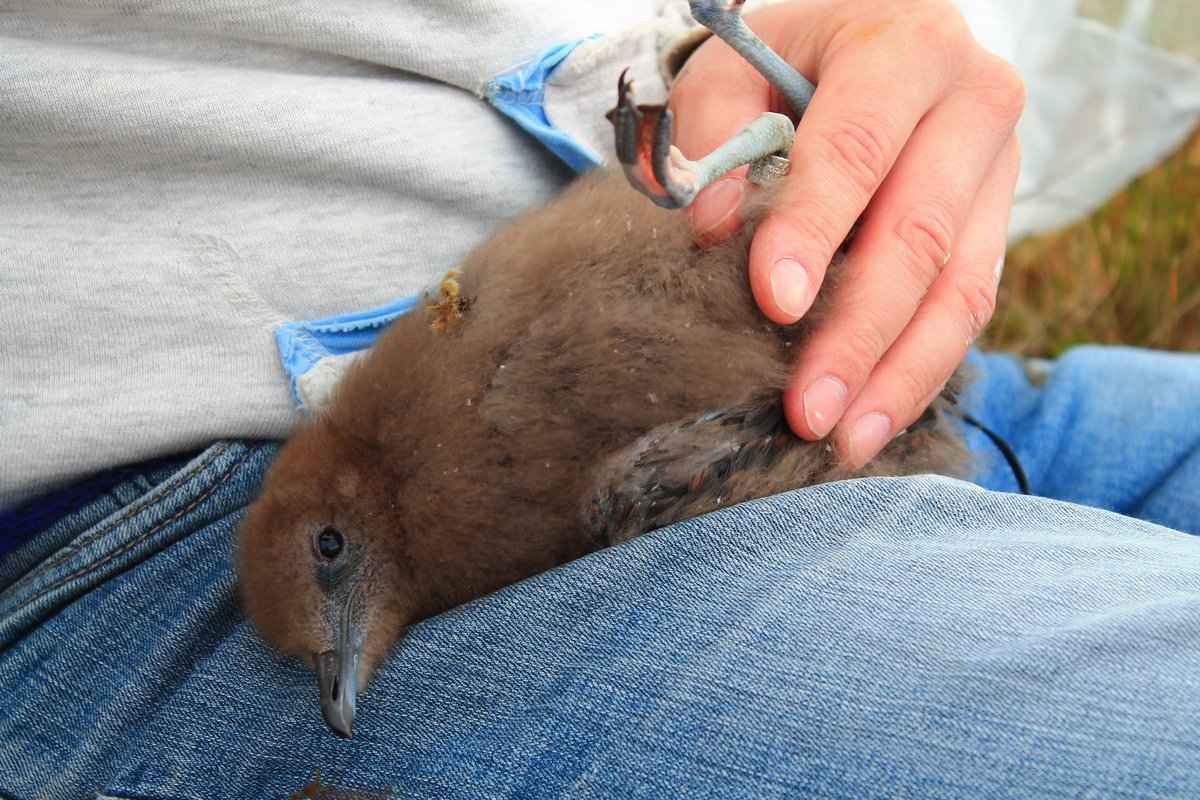 iams0801's tweet photo. 2/4 Capture Mark Recapture (ringing data 1933-2017) to model survival was combined with #Census from the whole archipelago in 2017 to project population trends. @JnHansen1 #BirdBanding #WSTC4 #ConsBio1 https://t.co/A0yNWNSceW