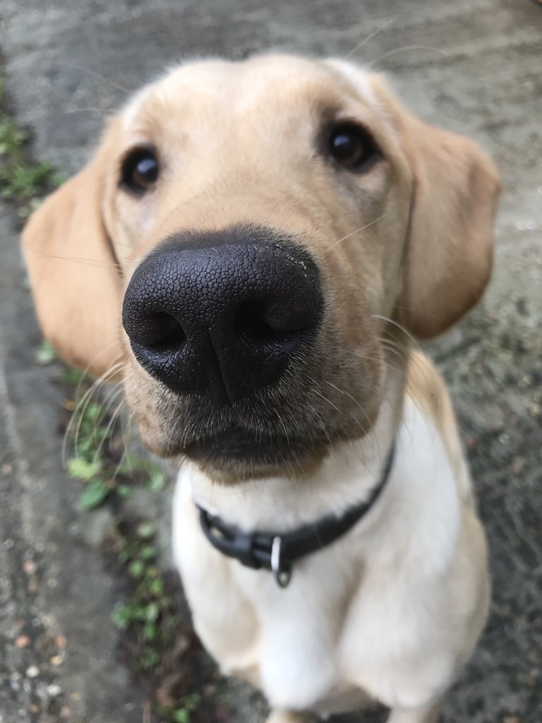 BTPDogs's tweet photo. Well, we made it. 10k followers! Never thought our section would attract so many Ordinarily, that number is not important but this shows the support there is from the public for police dogs &amp; it is overwhelming Really can’t thank you all enough Your support means a lot to us😊 https://t.co/kgyA1NJg03
