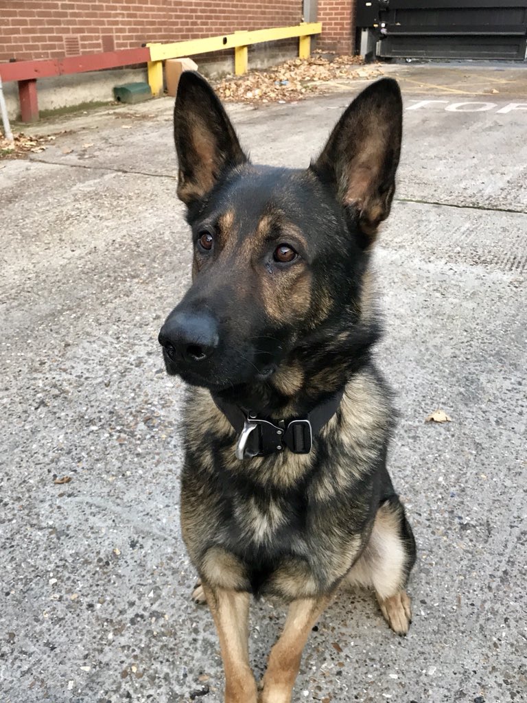 BTPDogs's tweet photo. Well, we made it. 10k followers! Never thought our section would attract so many Ordinarily, that number is not important but this shows the support there is from the public for police dogs &amp; it is overwhelming Really can’t thank you all enough Your support means a lot to us😊 https://t.co/kgyA1NJg03