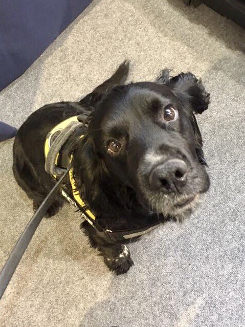 BTPDogs's tweet photo. Well, we made it. 10k followers! Never thought our section would attract so many Ordinarily, that number is not important but this shows the support there is from the public for police dogs &amp; it is overwhelming Really can’t thank you all enough Your support means a lot to us😊 https://t.co/kgyA1NJg03