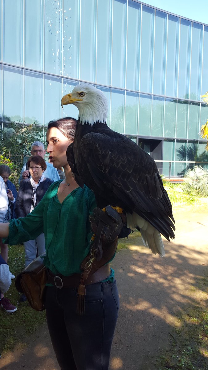manonchalence_'s tweet photo. Au vu de l'exposition #Rapaces au @museumtoulouse #Alule est prรฉsente aujourd'hui avec quelques rapaces pour des dรฉmonstrations au Musรฉum. Moments magiques assurรฉs avec ces rapaces au regard pรฉnรฉtrant ๐ฆ
A gauche, une chouette effraie, ร droite, l'aigle amรฉricain ! https://t.co/1n1CEXHAXI