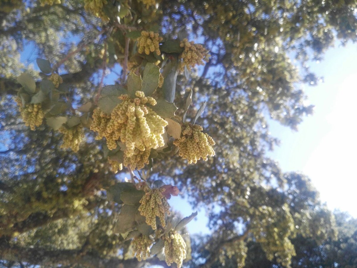 DehesaMonteros's tweet photo. Después de una añada complicada, y tras las copiosas lluvias de los últimos meses, así estan floreando nuestros Quercus. Un espectáculo https://t.co/CIDEF2VNpC