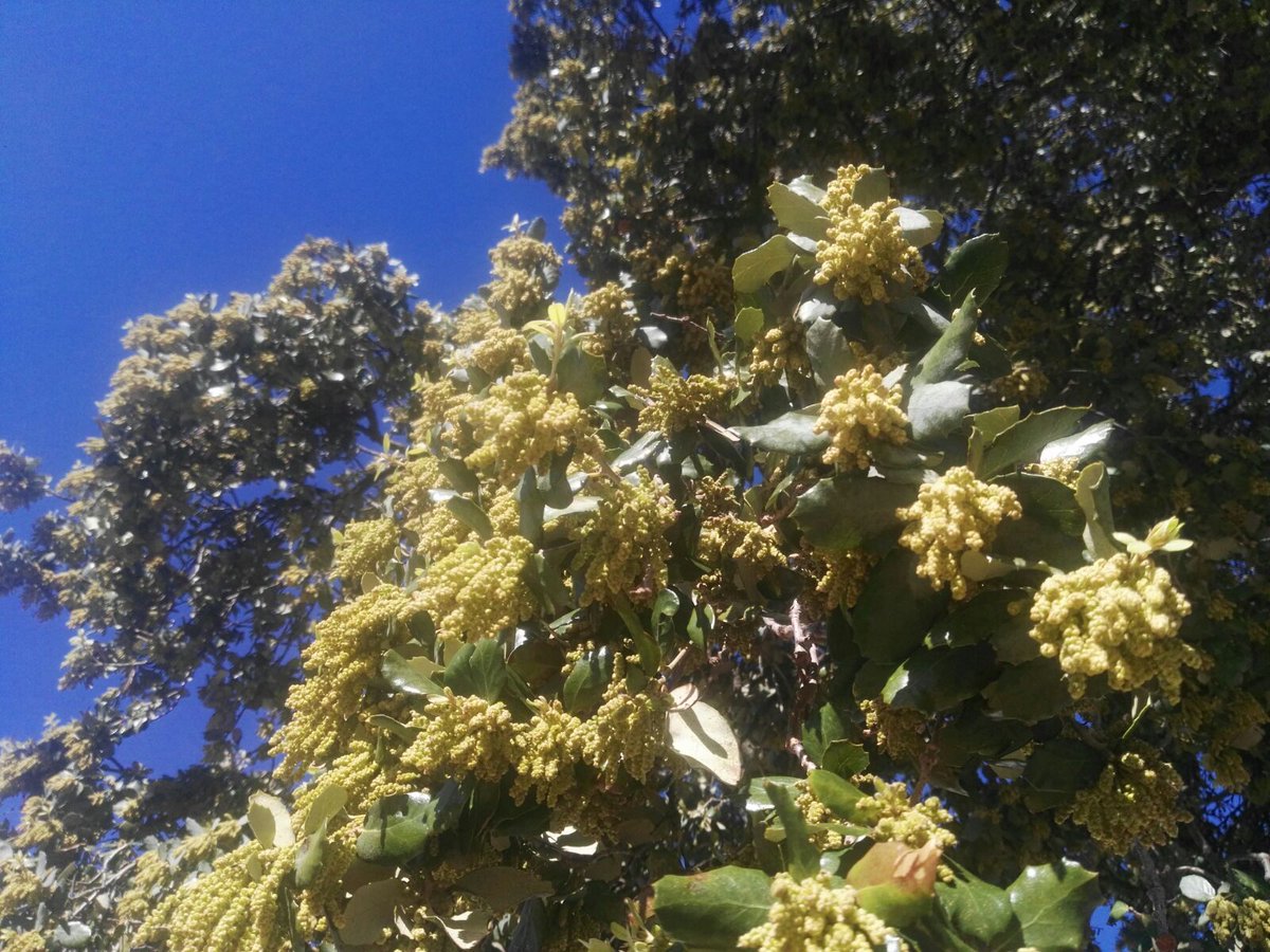 DehesaMonteros's tweet photo. Después de una añada complicada, y tras las copiosas lluvias de los últimos meses, así estan floreando nuestros Quercus. Un espectáculo https://t.co/CIDEF2VNpC