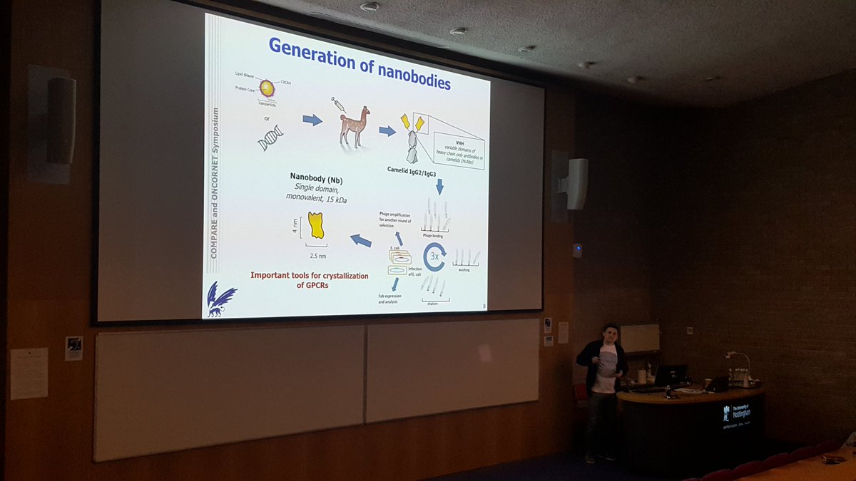 Hebdomadian's tweet photo. No symposium complete without a llama - making CXCR4 Nanobodies with Vladimir Bobokov from #ONCORNET #ECRTeamSci18 @COMPARE_UoBUoN https://t.co/IDvZ1VaKsL
