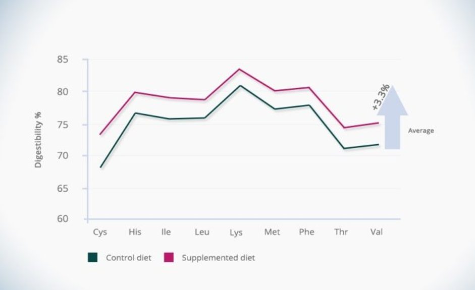 Adisseo's tweet image. How does a #feedase restore 3% of #feed #digestibility  in a sand-diluted diet ? Learn more here: rs-adisseo.com/r/feedase1804