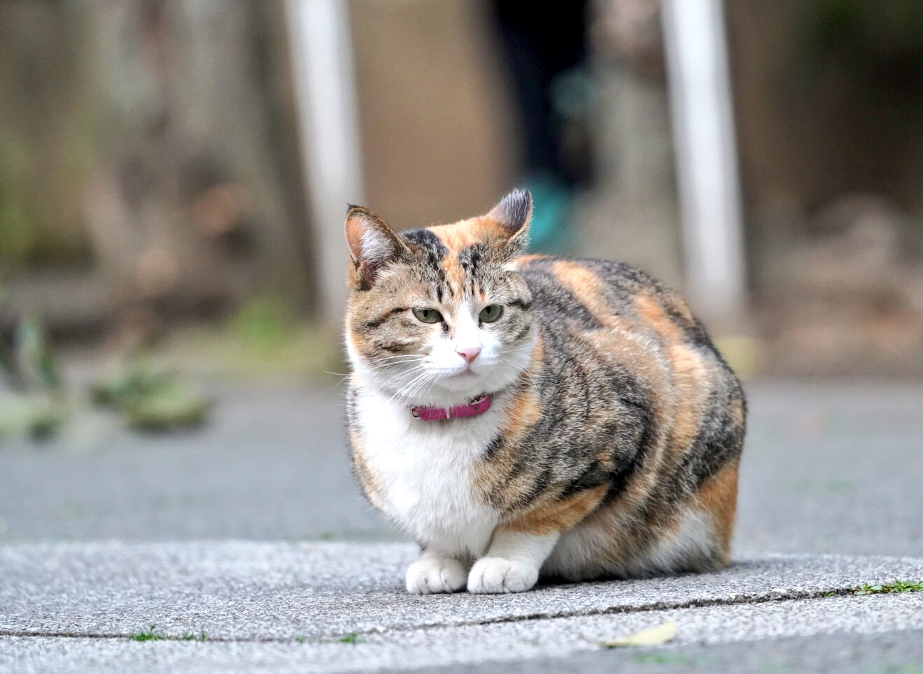 猫、ねこ、ネコ on X: 