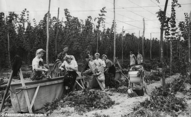Hopfarm's tweet photo. Today is World Heritage Day. We are proud to be part of Kent's iconic, historic landscape and remain in the fond memories of those who spent their summers in bygone years hop-picking here. #WorldHeritageDay #hopfarm #whitbread #hoppickers @BBCRADIOKENT @bbcsoutheast @VisitKent https://t.co/w66LIRbFcR