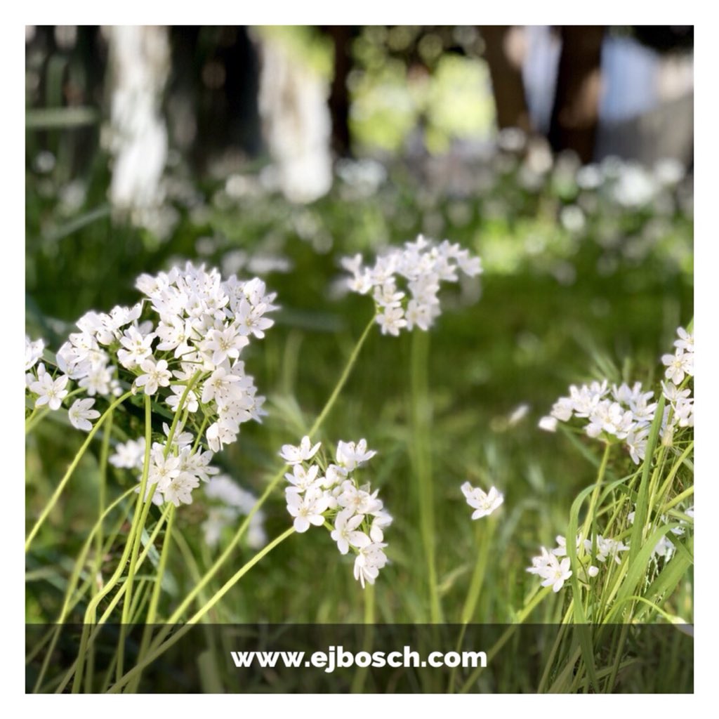 EJ_Bosch's tweet photo. 🌱Jardins amb encant #jardins #paisatgisme #primavera🌸  https://t.co/tFkIH3QtiU https://t.co/w5A3Ll62Xe