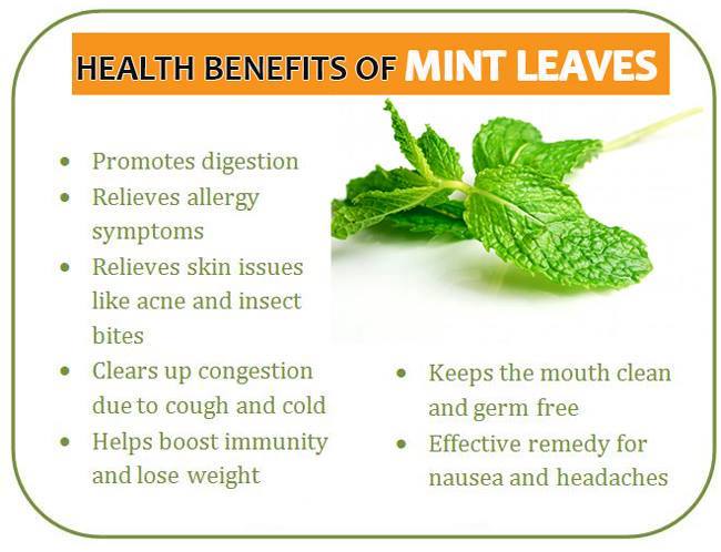 7 Top Benefits & Uses Of Mint (Pudina) Leaves - Wildturmeric