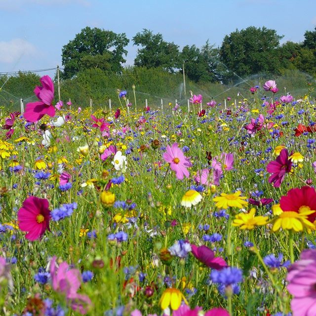 Pour attirer les #insectes auxiliaires et pollinisateurs dans votre #jardin, pensez aux prairies fleuries. Des mélanges de #fleurs champêtres qui offrent le couvert aux #syrphes, #bourdons, #abeilles et #papillons. ift.tt/2JUND4l