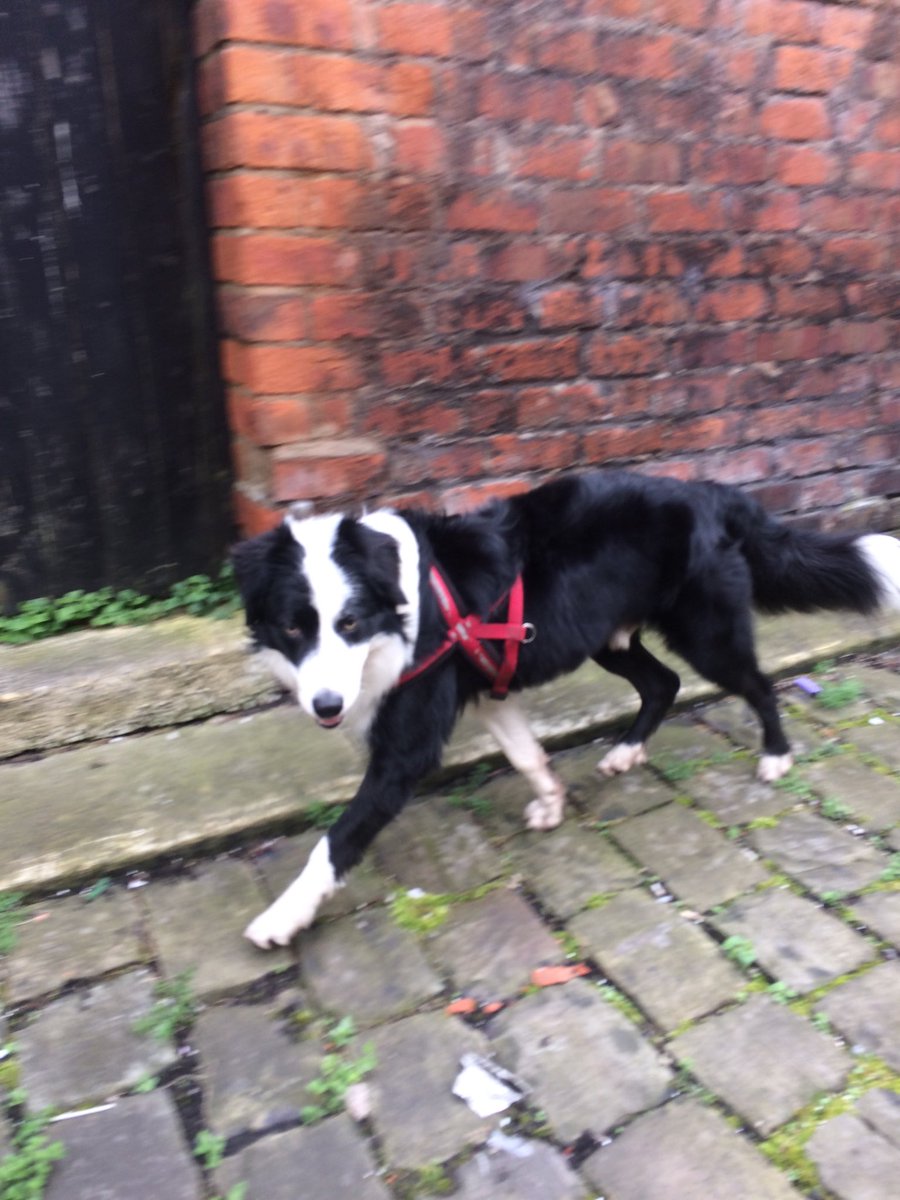 Found dog in Salford is he yours? #salfordlostdogs #salford #founddogs