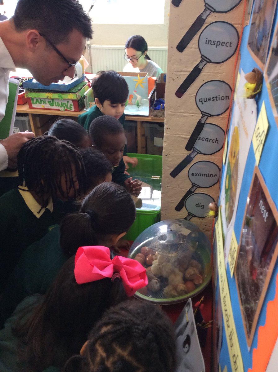 The children in Reception (and Mr O’Brien) could barely contain their excitement when they saw that the chicks had hatched over night. We are the proud parents of 13 baby chicks! #happychickcompany #chicks #spring 🐣🐥🐣🐥🐣🐥