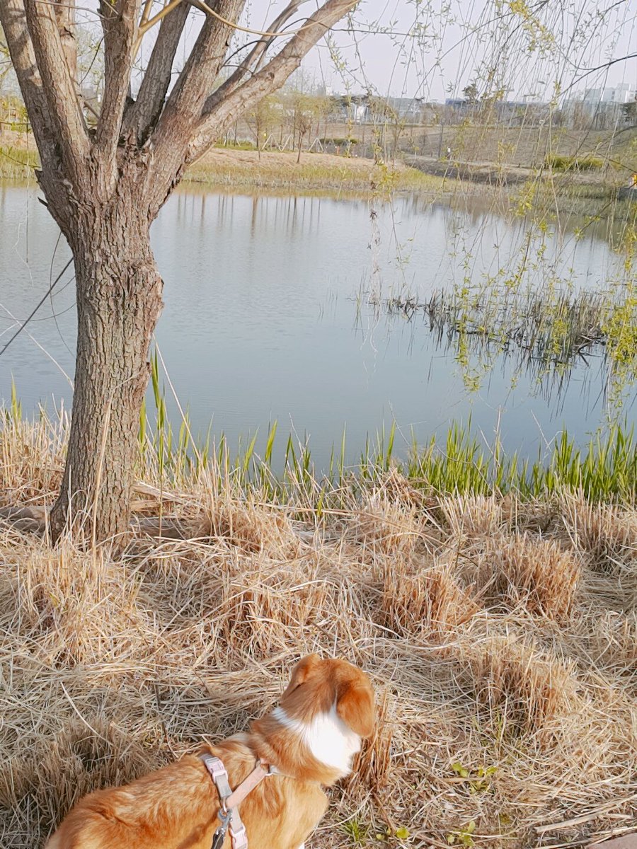 realtaehee16's tweet photo. 오랜만에 가족이랑 같이 좀 멀리 나와서 사진 퐝퐝 찍으려고 했는데 신난 개님 (올해 벌써 2kg쪄서 힘 데박임) 때문에 그-  없이었네...... https://t.co/SXK88oGOjO