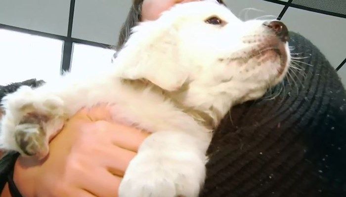 Nbc12 Wwbt Richmond On Twitter 8 Week Old Golden Retriever Puppy Named Spartacus Gets 3 D Printed Prosthetic Leg Https T Co Ftj9zc6uip
