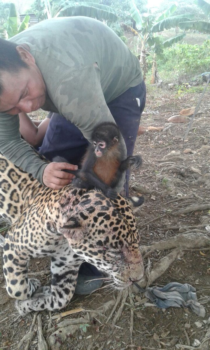 EmilioSempris's tweet photo. SE BUSCA
AGRADECEMOS CUALQUIER INFORMACIÓN QUE NOS AYUDE A IDENTIFICAR A LA PERSONA QUE APARECE EN ESTAS FOTOS. 
FAVOR LLAMAR AL @311Panama https://t.co/AvjZREsi3T https://t.co/BomHyYHrTc
