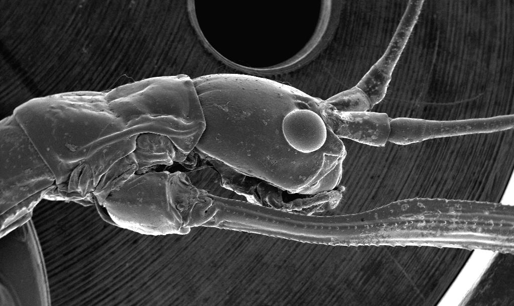 BMeekAnatomy's tweet photo. Shout out to Wade Tabor of Verdigris Elementary School in Claremore and his entry in the 21st Annual @OklaUglybug Contest.  He had some misfortune and did not get to see his image up close and personal.  Print is on way - The Walking Stick looking good!  @OSUCHS   @IAmAnatomy https://t.co/KtxtD49A2r