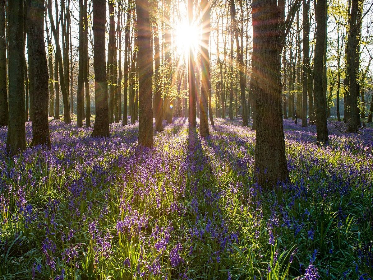ExplorePangWB's tweet photo. Not long now until the bluebells are out. We love this time of year and enjoy a good bluebell walk, @ankleberkshire have some great suggestions!
https://t.co/1oDj96SifT #explorenlearn #Bluebell https://t.co/F0CjN9h52M
