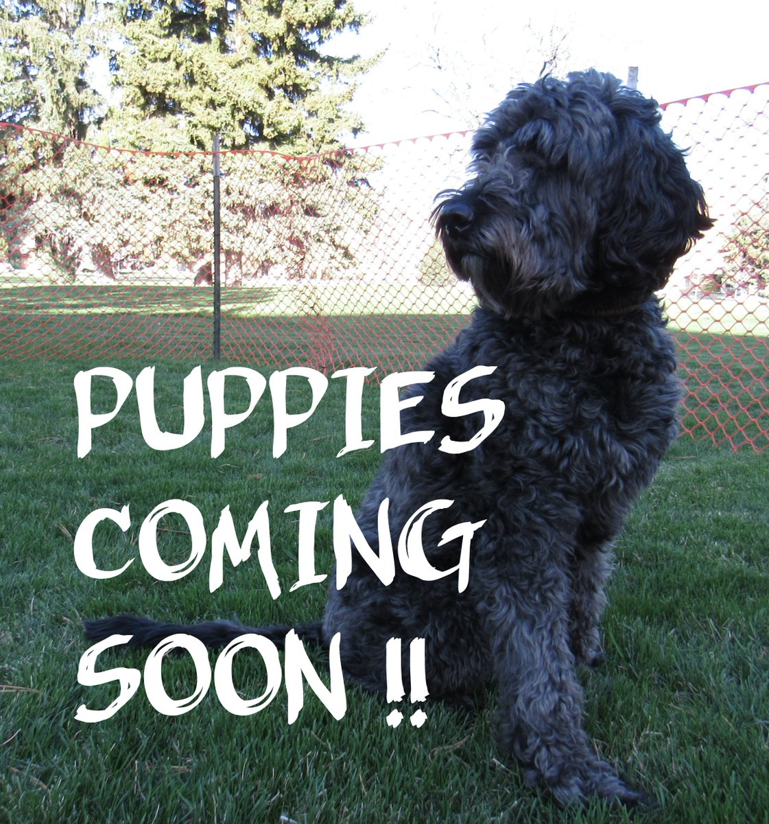 ISU_Hero's tweet photo. My puppy sibs are coming. TODAY. [the people say it's Wednesday, fyi].

They are bringing friends and we'll all be on the Quad lawn from 11:30am to 1:30pm, in the orange fence! https://t.co/5umWb3tMxr