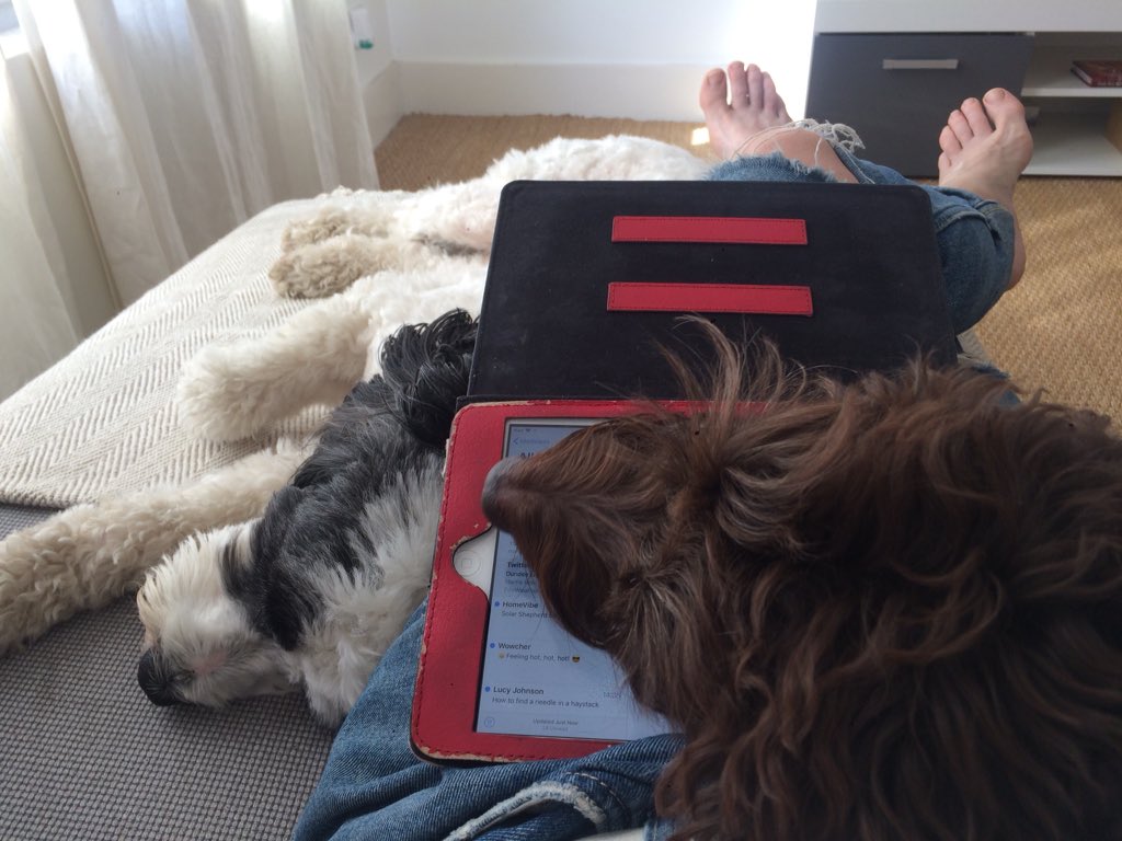 wendybrockes's tweet photo. Check my emails? Not a chance! #doglets https://t.co/3929GKCrQa