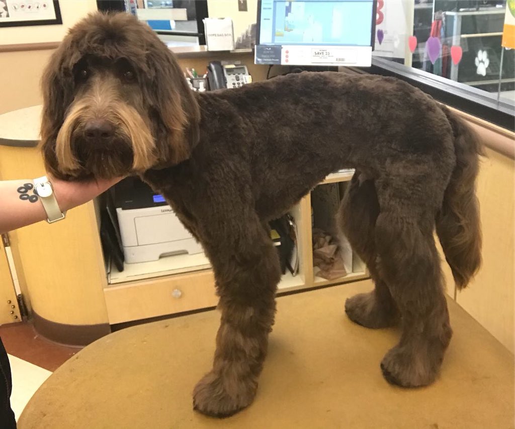STYLIST ARYN DAT SARAH #extrememakeover #0771 #CNY #northeastgrooming