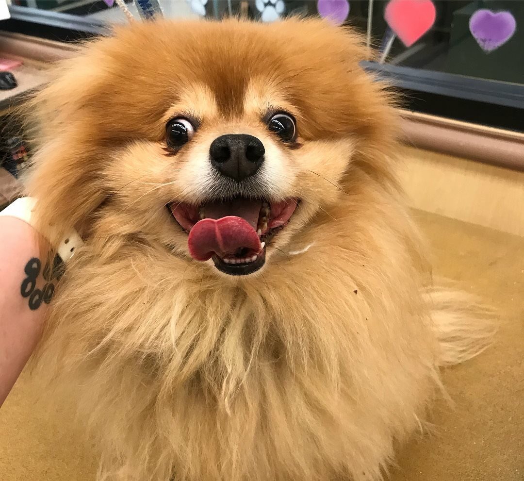 Stylist ARYN DAT Sarah #0771 #furminator #CNY #northeastgrooming