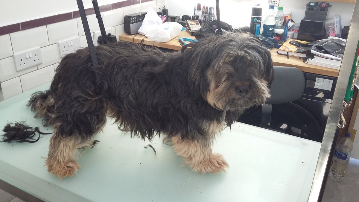 groomforimprove's tweet photo. Chester came in for a summer haircut #dogfriendly #doggroomer #yorkshireterrier #schitzu #haircut #dogsoftwitter #dogs #Sutton #carshalton #groomforimprovement https://t.co/bZOWEho4gU