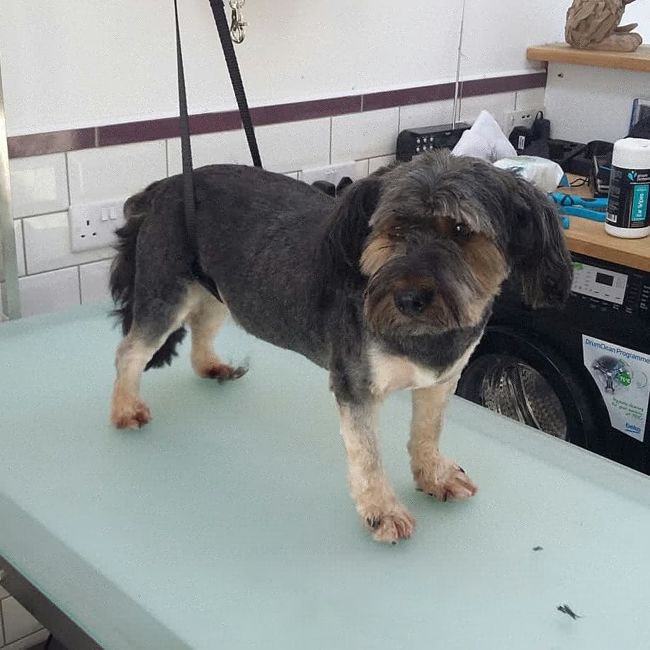 groomforimprove's tweet photo. Chester came in for a summer haircut #dogfriendly #doggroomer #yorkshireterrier #schitzu #haircut #dogsoftwitter #dogs #Sutton #carshalton #groomforimprovement https://t.co/bZOWEho4gU