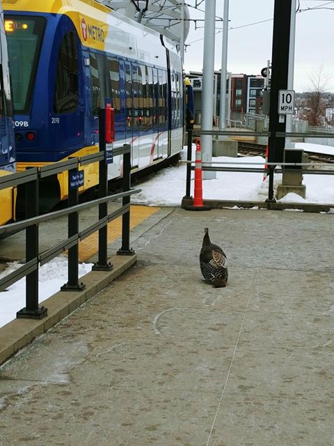 Spotted at Target Field Station trying to board the Blue Line this morning. Any guesses on where this turkey was headed? (Don't worry, we let animal control know about this so our little turkey friend could be safely removed from the area.) #TransitTurkey #AllAboard