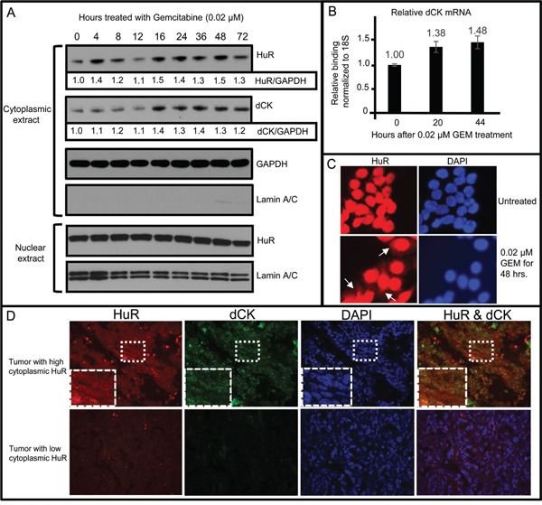 re_figure's tweet photo. From our #AntibodyReproducibility project: "Anti huR from #Clonegene": https://t.co/Oo7aDxwBSI Image:Huang et al (2016) under CC-BY 3.0 #ReFigure #Antibody #OpenData #Reproducibility #OpenScience #OpenAccess https://t.co/BNVWA7xTrp