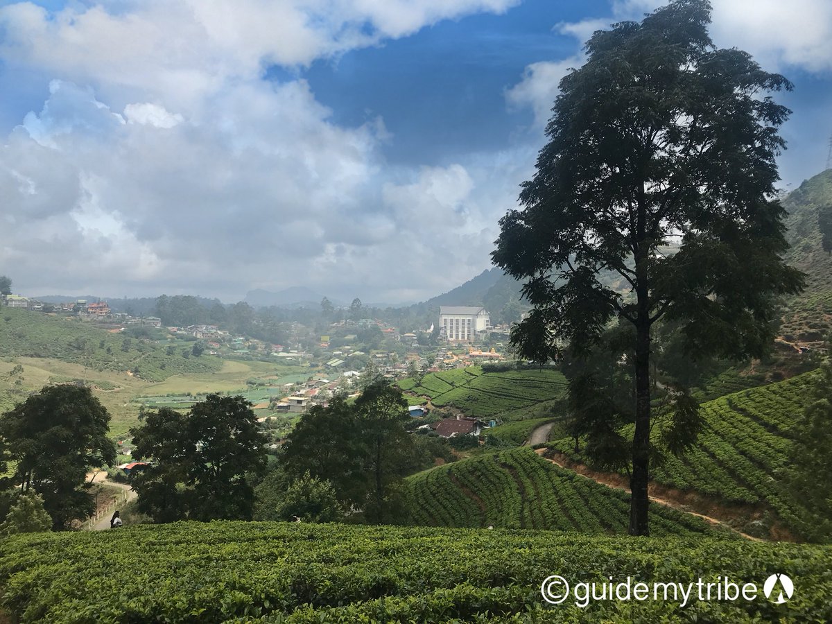 GuideMyTribe's tweet photo. The stunning terraces of the high tea plantations in mountainous #nuwaraeliya #srilanka with a huge plantation in the background. We toured #bluefieldsteafactory and the kids loved seeing how tea was made. Smelled heavenly, too! 

#gmtsrilanka #travelblogger #travelwithkids https://t.co/oBpoZ7R3xb