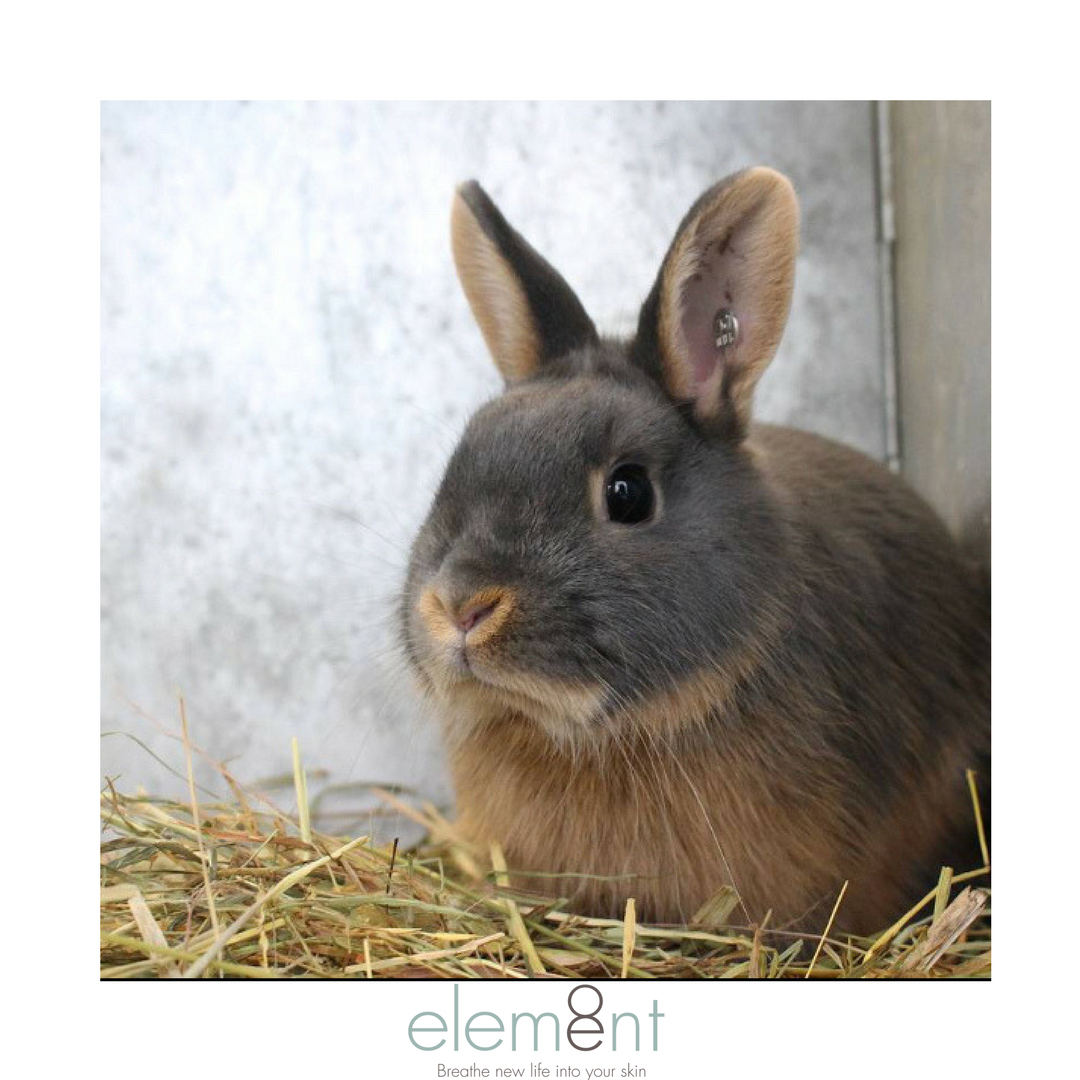 element8ie's tweet photo. No animals were harmed in the making here @element8.ie We pride ourselves on our cruelty free and vegan friendly skincare products. We respect the environment and all creatures big and small.
#element8 #irishskincare #crueltyfree #veganfriendly #responsiblility #weloveanimals https://t.co/eWhlYTceHy