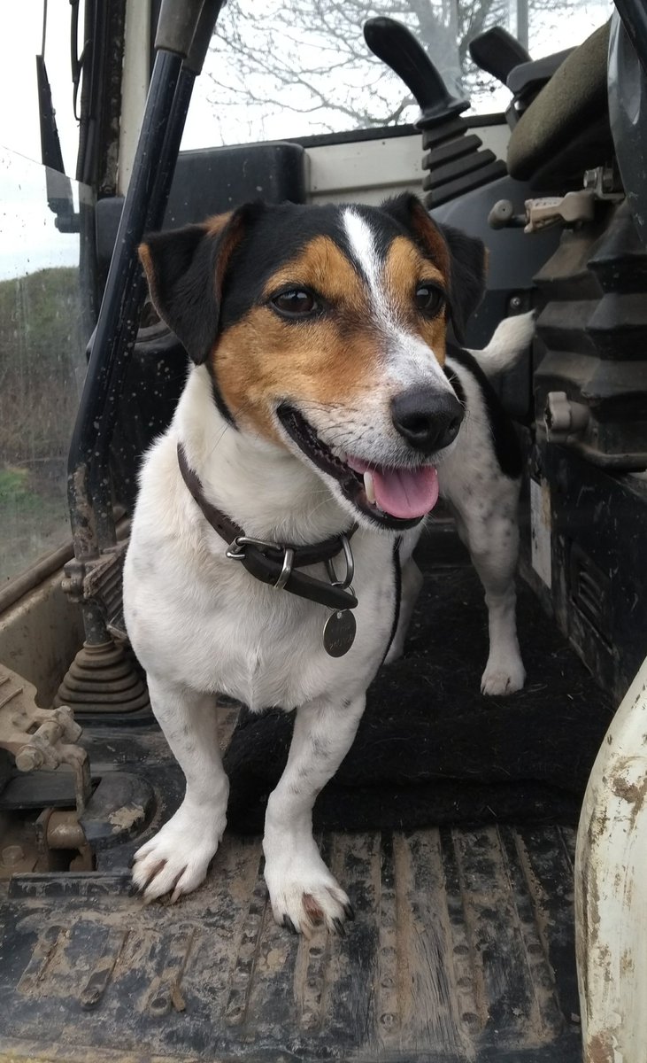 JoeWStanley's tweet photo. This is Ted. Ted has strong opinions on the #greenbrexit command paper; some of them are frankly unrepeatable. But Ted can't send in a submission, because he has no thumbs. 

If you have thumbs &amp; care about UK Ag, get your response in or contact @NFUtweets &amp; #BackBritishFarming https://t.co/2bzKWm6WJs