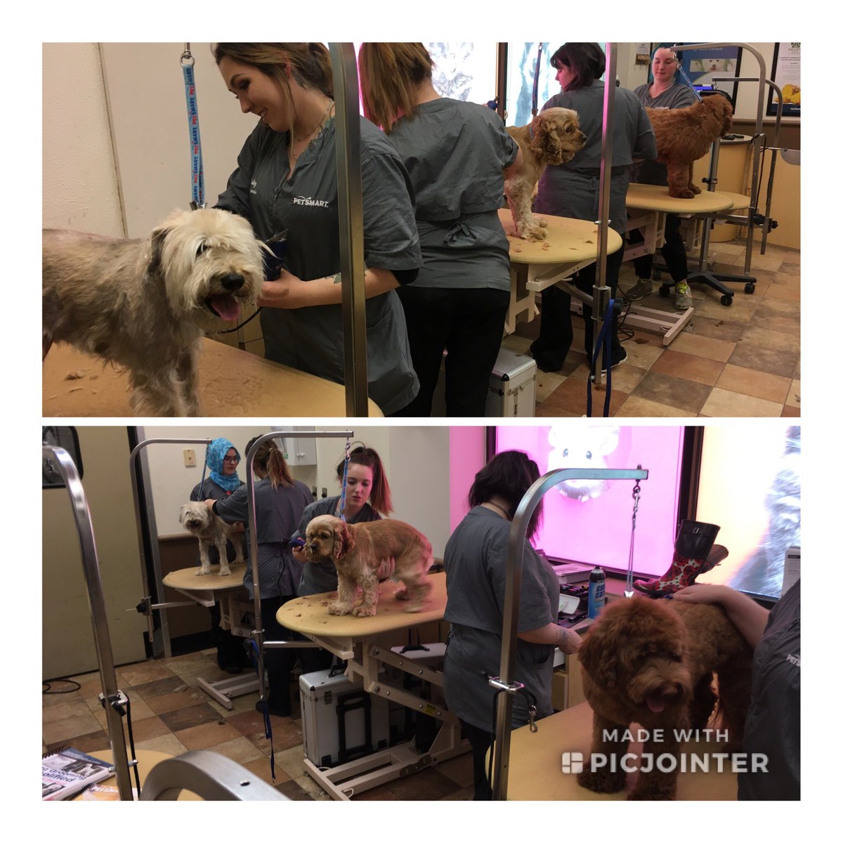 Great day in the salon! The students tried advanced dematting, a sporting trim and a handscissor! The dogs could not have been any sweeter and the students were rockstars. I am so thankful for our wonderful pet parents who were patient, supportive &amp; wowed by the transformations