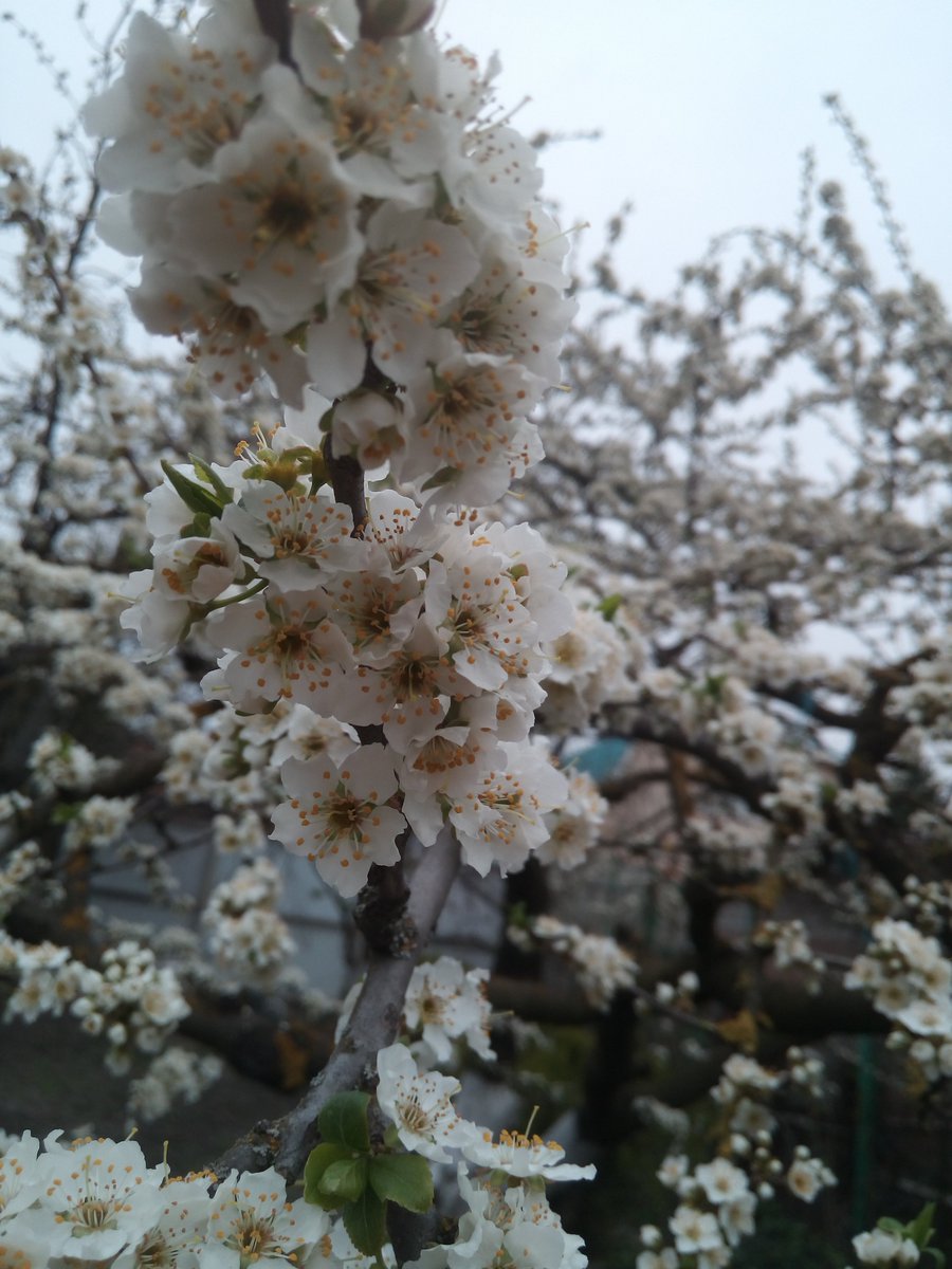 Lana___Rostova's tweet image. Запахло весной...  Иногда хочется просто радоваться пробуждению природы... Оглянитесь, какая красота вокруг!!! 
Разве может быть место лучше, чем родной дом!
Что может быть хуже, чем желание это  разрушить???
#РостовнаДону #Весна #мойдом