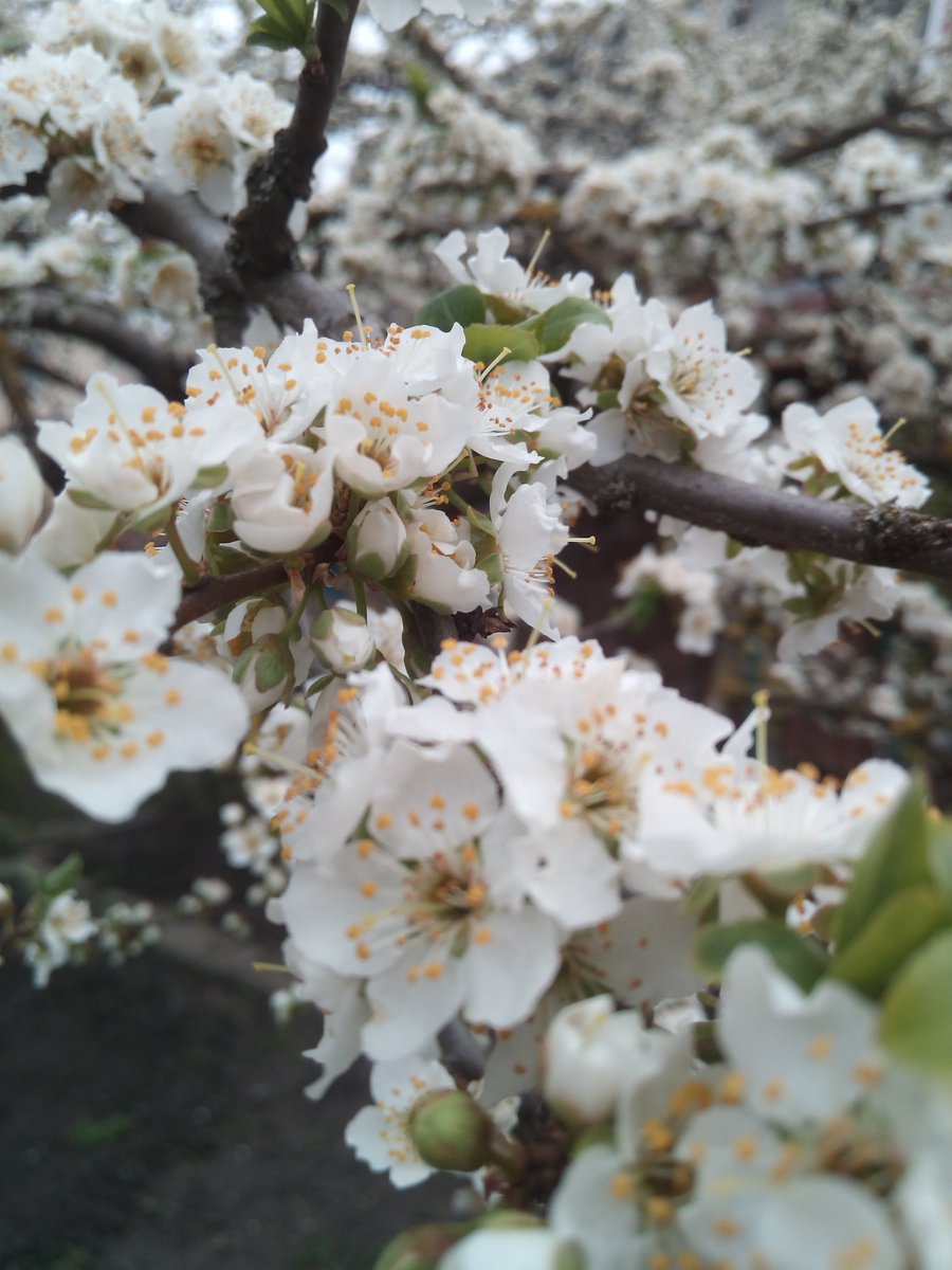 Lana___Rostova's tweet image. Запахло весной...  Иногда хочется просто радоваться пробуждению природы... Оглянитесь, какая красота вокруг!!! 
Разве может быть место лучше, чем родной дом!
Что может быть хуже, чем желание это  разрушить???
#РостовнаДону #Весна #мойдом