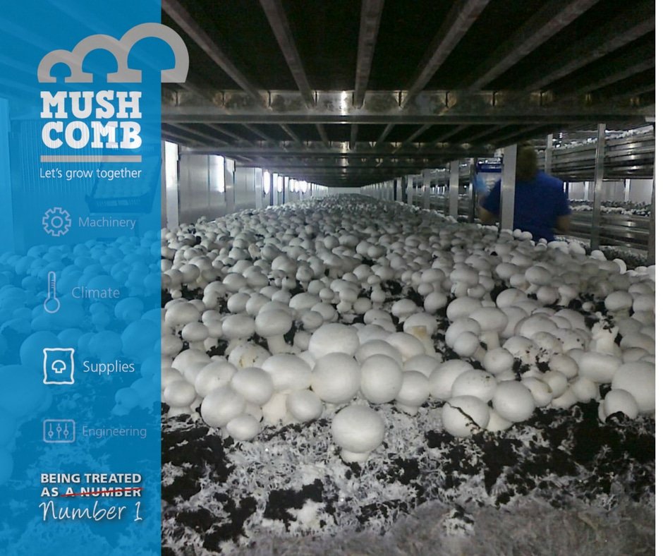 Many meters of  shelving has been produced for our customers. What is the reason the mushroom-, exotics- and composting market purchases our supplies? 

Please find out here mushroommachinery.com/news