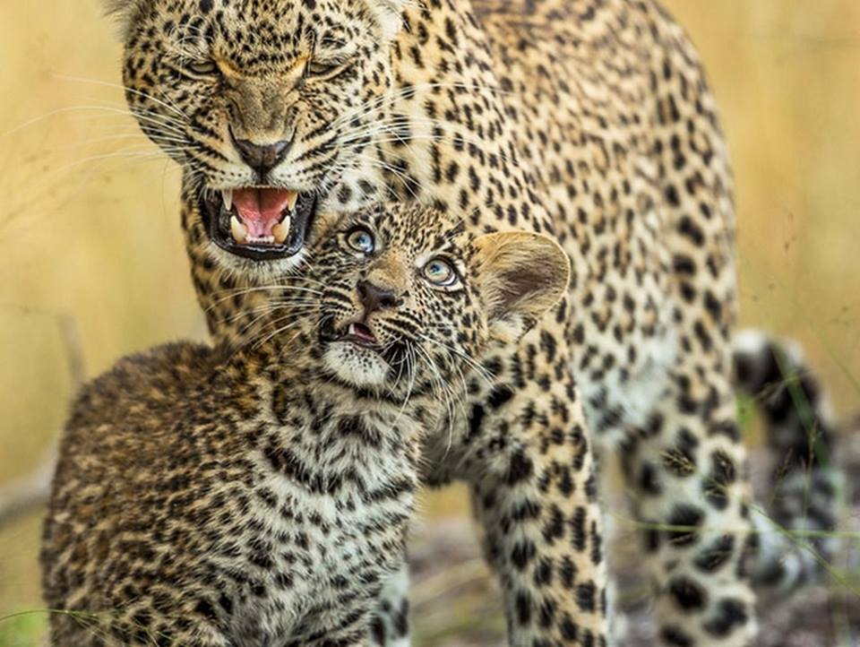 101africa_es's tweet photo. Cuando tu madre te dice que no te alejes en la sabana... y te lo tomas a broma. ¡Ni siquiera los cachorros de leopardo se libran de la ira materna! 🤣😂
#animales #africa #HEMESIC #FelizMiercoles #CulturaInteligente #LaberintoAlsasua #MastergateAR #COPEImparable https://t.co/LcrMPkCm87