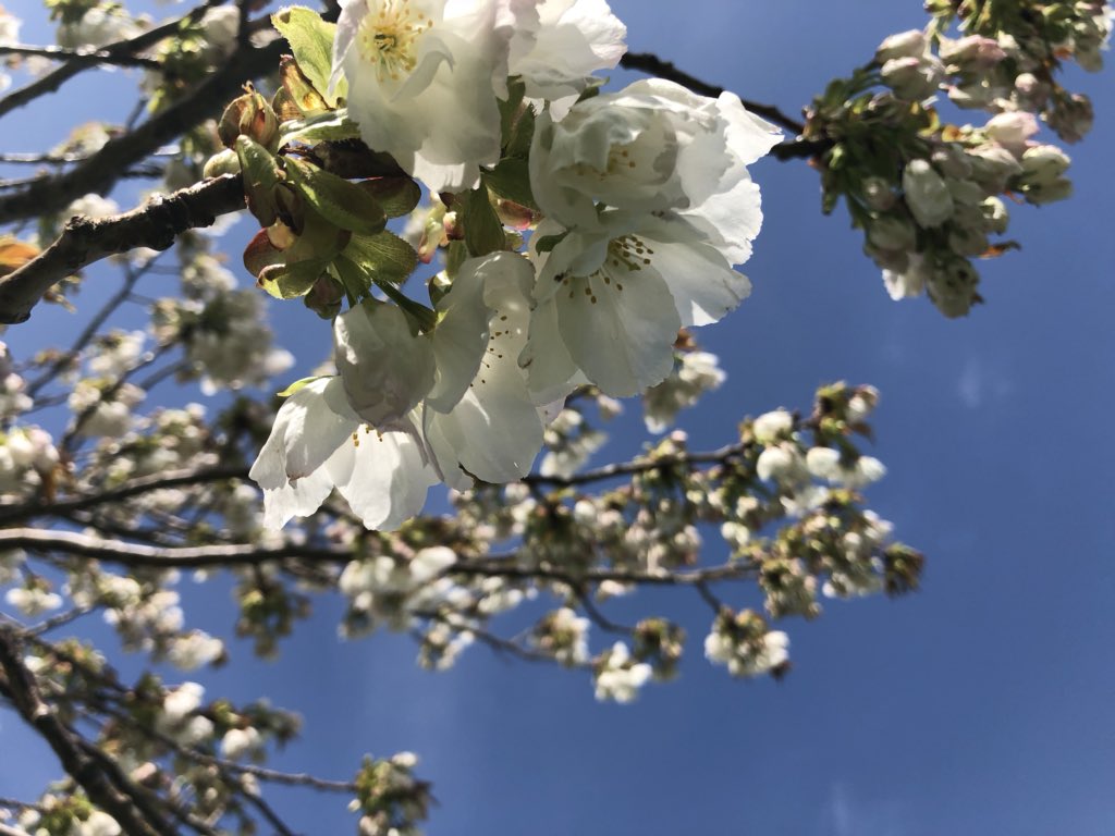 CarlowWeather's tweet image. 16.7c now but wind gusting to 66kmh. Winds will ease tomorrow though and temps could hit 19c. #SpringHasArrived