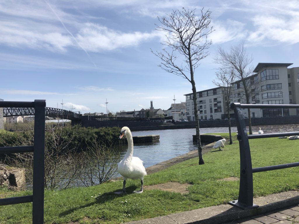 CarlowWeather's tweet image. 16.7c now but wind gusting to 66kmh. Winds will ease tomorrow though and temps could hit 19c. #SpringHasArrived