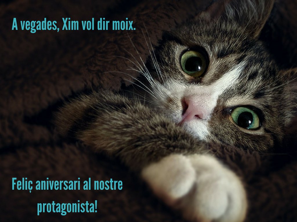 tomavistes's tweet photo. Molts d'anys a  Xim Vidal, el protagonista de #Chatvoldirmoix, que avui fa els anys! 🎂🐹 https://t.co/YKiUxTc58D