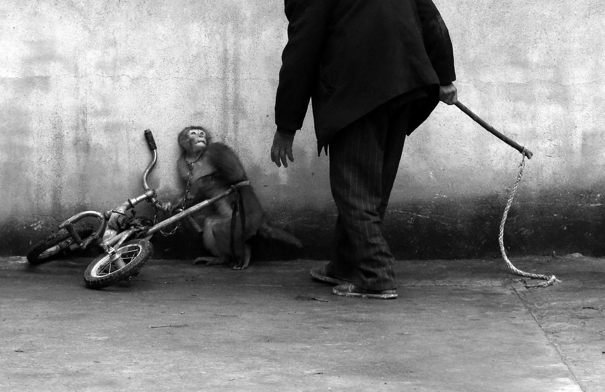 _Naeray's tweet photo. RDV à 19H pour relancer le #NonAuxCirquesAvecAnimaux et le placer en TT pour sensibiliser le plus grand nombre à ce sujet.
Merci de RT ce tweet en masse pour que tout le monde soit au courant !
Soyez présents, on retweetera certains de vos tweets sur le hashtag !

Pour eux. https://t.co/oL8zMO4ZSu