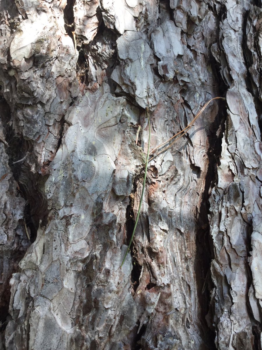 rh7science's tweet photo. What can be seen around school today. @radnorsevenoaks #nature https://t.co/JUEISCYDEk