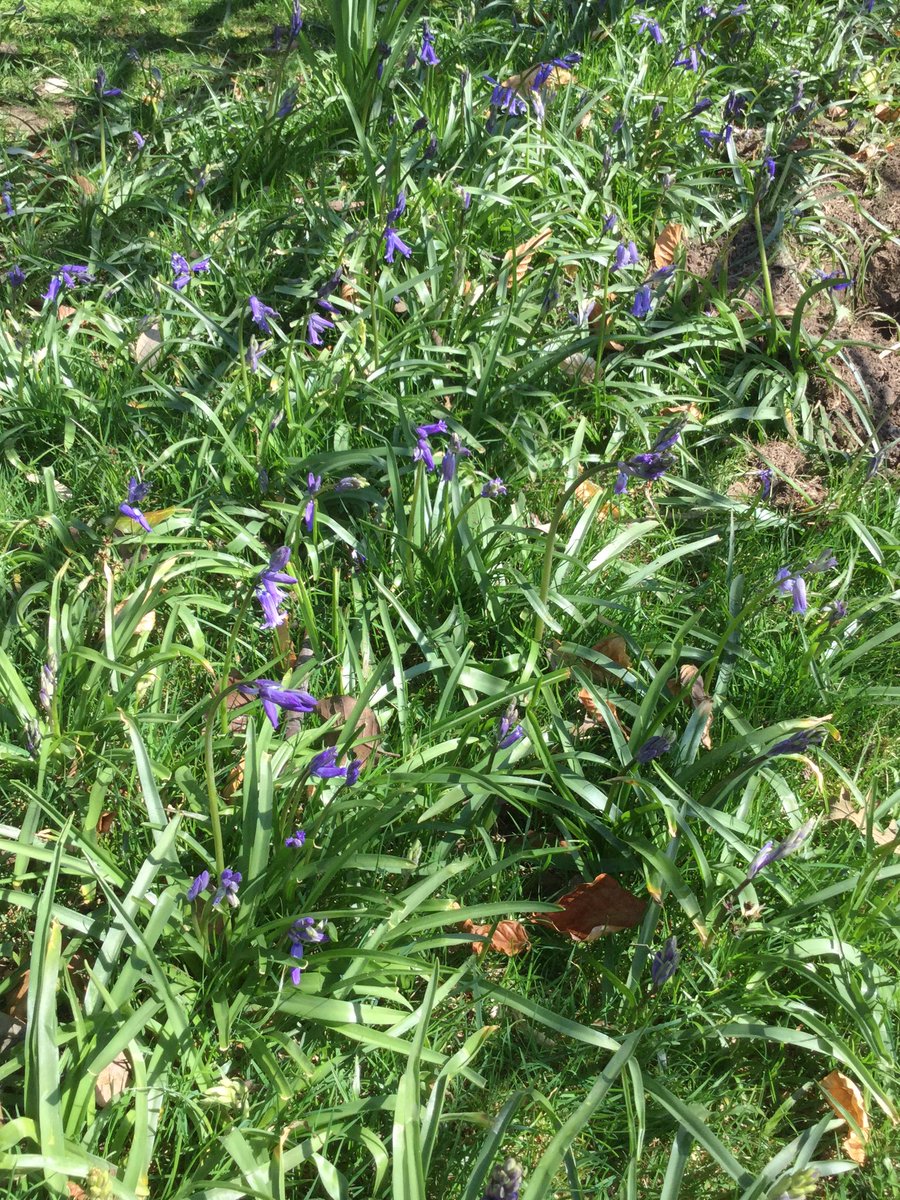 rh7science's tweet photo. What can be seen around school today. @radnorsevenoaks #nature https://t.co/JUEISCYDEk