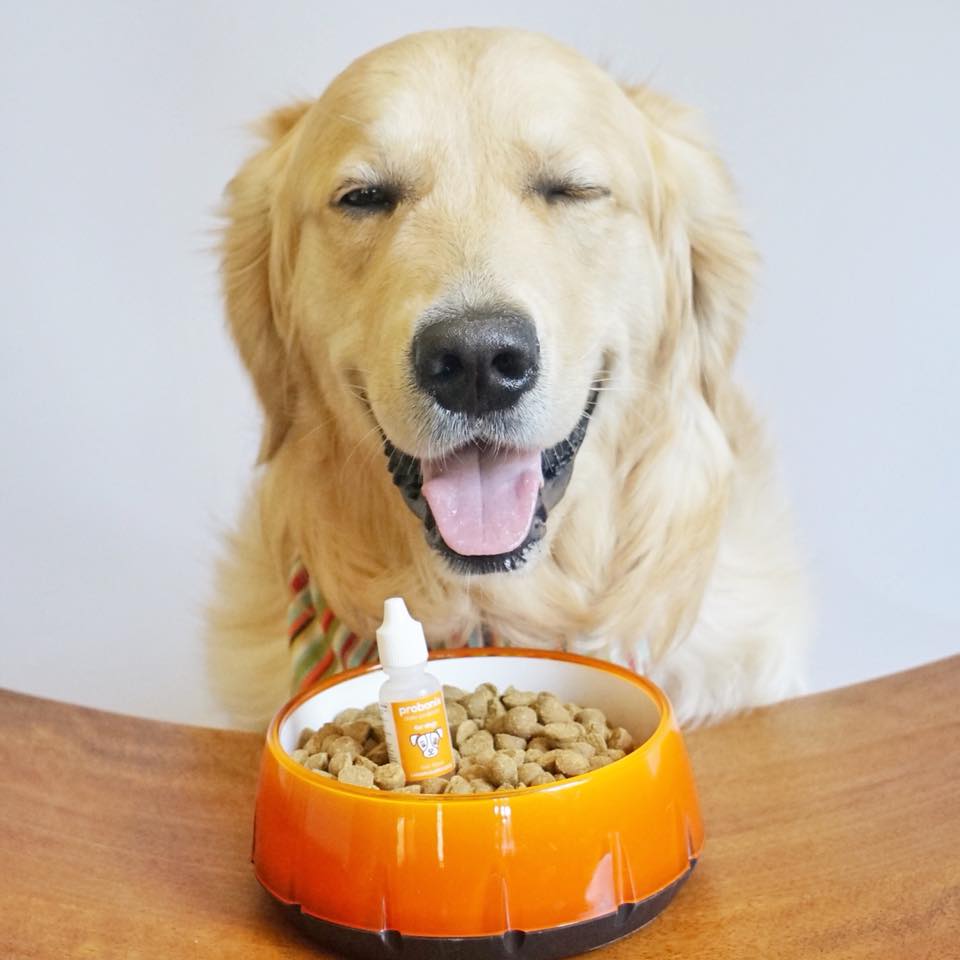 HumarianHealth's tweet photo. Koru Bear no longer struggles with an upset tummy and bad ๐ฉthanks to Probonix! Happy gut = happy pup, right KB? ๐ @SugarTheGoldenR https://t.co/UdYEaEo9mz