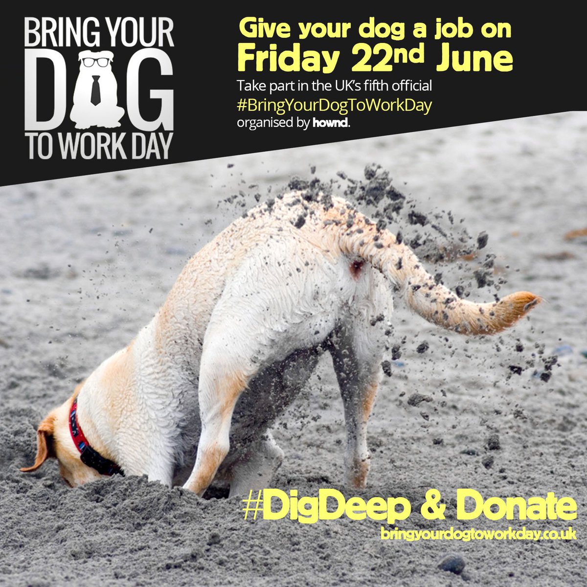 BringDog2WorkUK's tweet photo. We all know that dogs love digging, so why not dig deep and raise funds for @AllDogsMatter and other animal welfare charities by signing your business up for #BringYourDogToWorkDay on Friday 22nd June?! All details to be found here: https://t.co/k8uAV0QfjF https://t.co/FqTEJRlP58